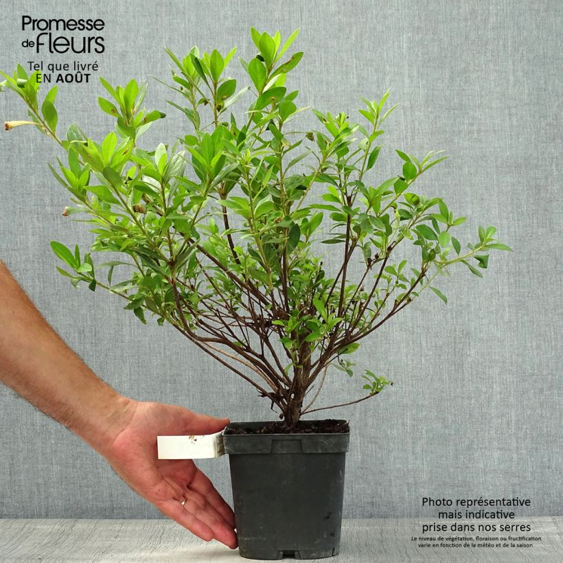 Ejemplar de Azalée japonaise Rosa King Pot de 2L/3L entregado en verano