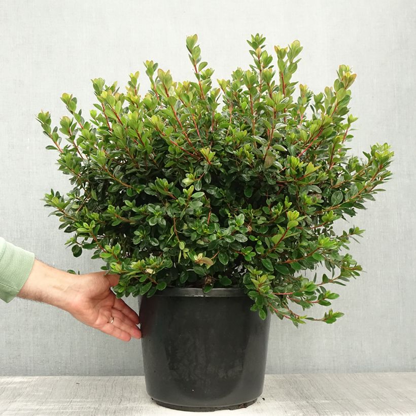 Ejemplar de Azalea japonica Stewartstonian Maceta 12L/15L entregado en verano