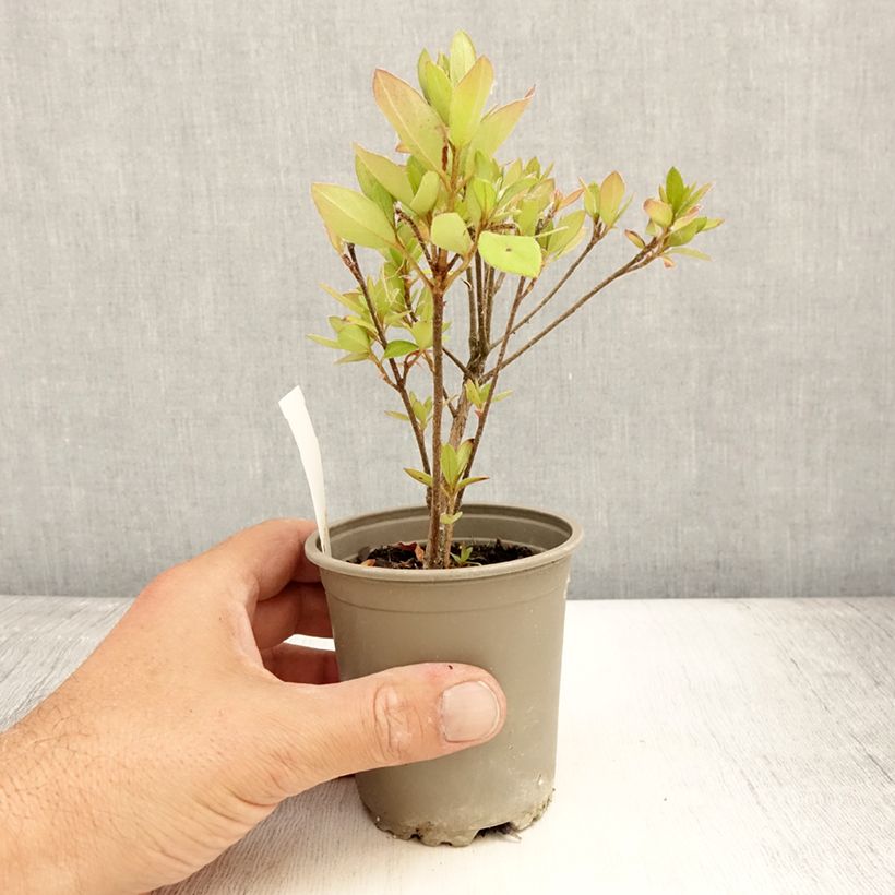 Ejemplar de Azalea japonica Vuyk's Scarlet Maceta de 8/9 cm entregado en verano