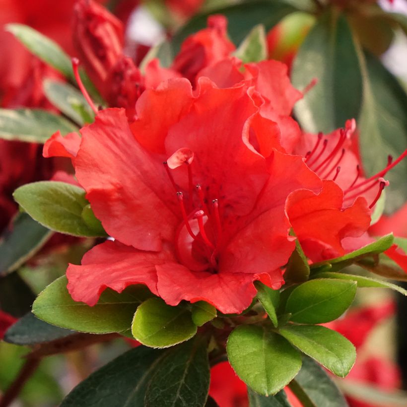 Azalea japonica Girard's Hot Shot (Floración)