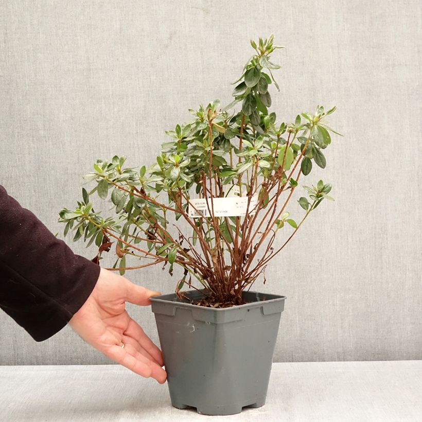 Azalea japonica Orange Beauty Maceta 2L/3L Ejemplar entregado en la primavera