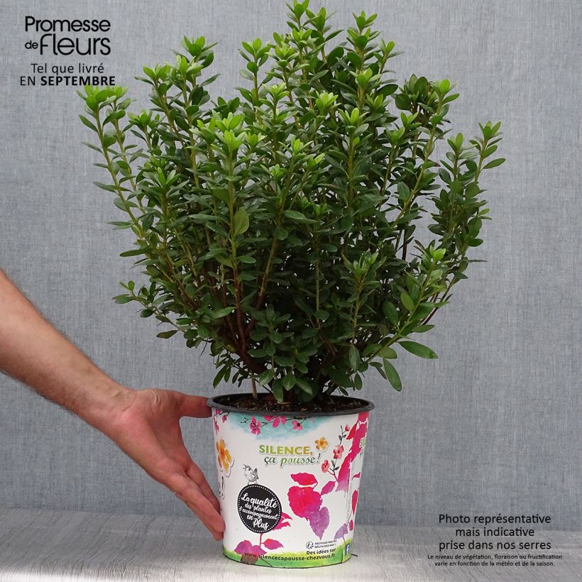 Ejemplar de Azalea japonica Orange Beauty Maceta 2L/3L entregado en otoño