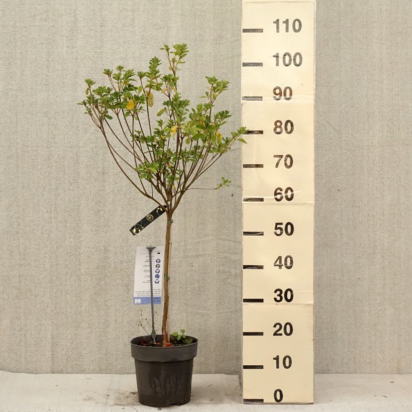 Ejemplar de Azalea obtusum Schneeglanz Maceta 4L/5L, Tallo entregado en verano