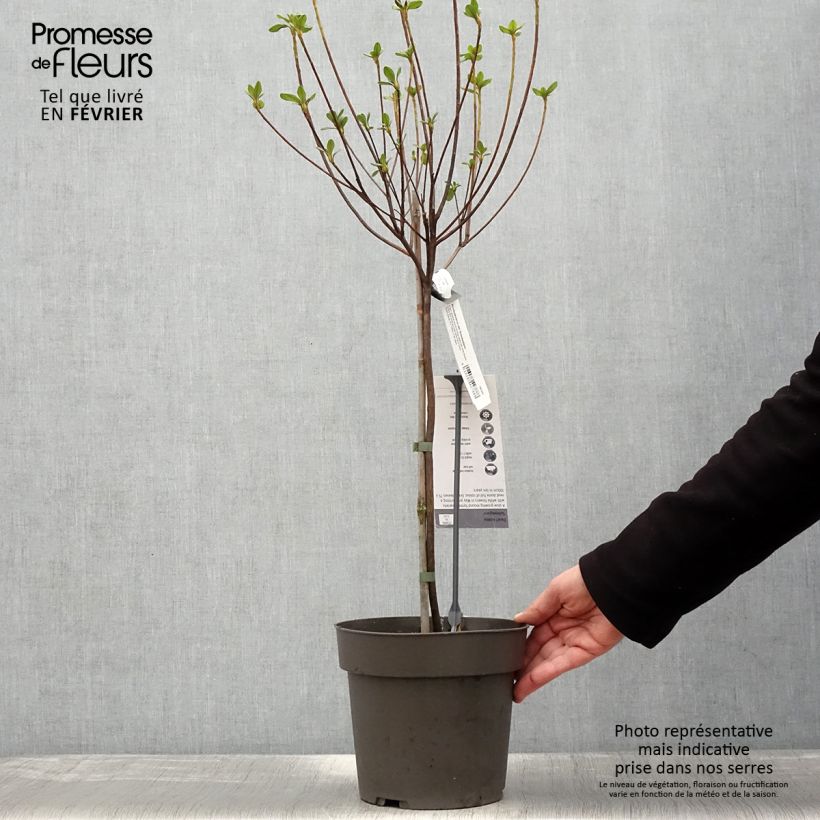 Azalea obtusum Schneeglanz Maceta 4L/5L Ejemplar entregado en invierno