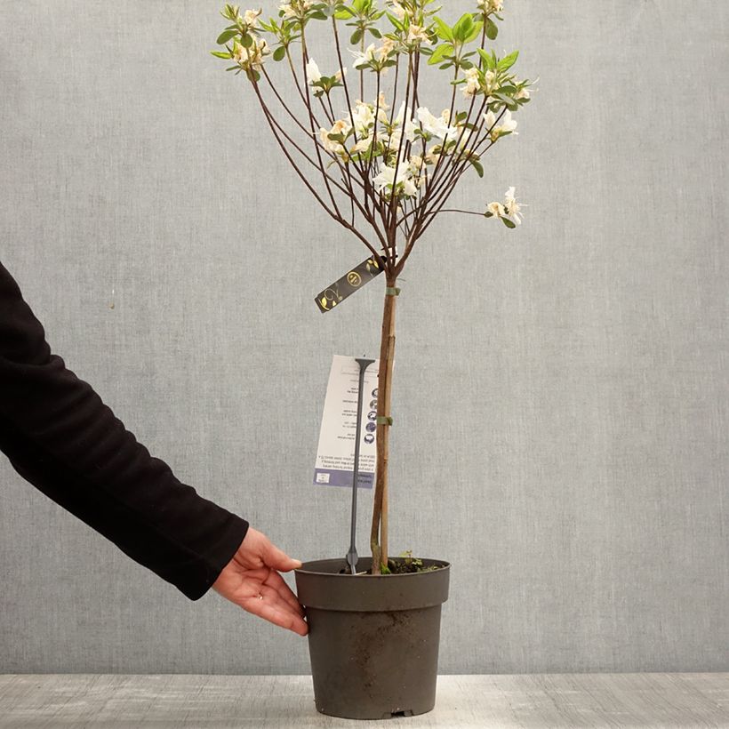 Azalea obtusum Schneeglanz Maceta 4L/5L, Tallo Ejemplar entregado en la primavera