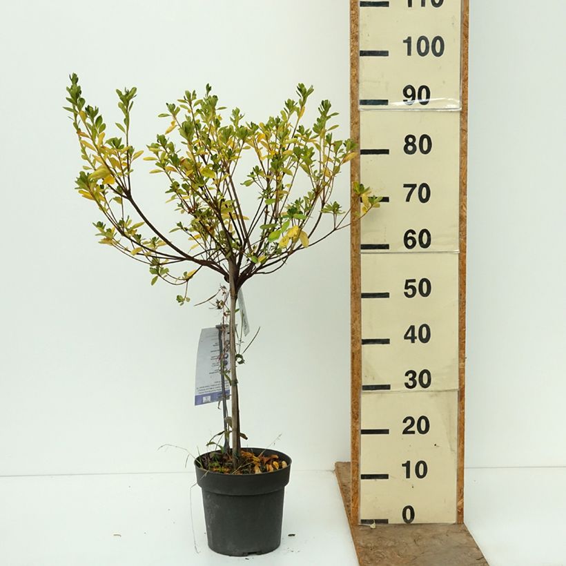 Ejemplar de Azalea obtusum Schneeglanz Maceta 4L/5L, Tallo entregado en otoño