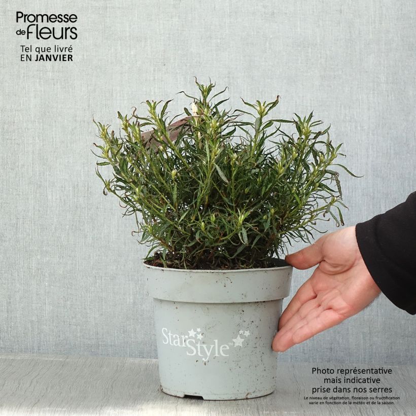 Azalea japonica Star Style Pink Maceta 3L/4L Ejemplar entregado en invierno