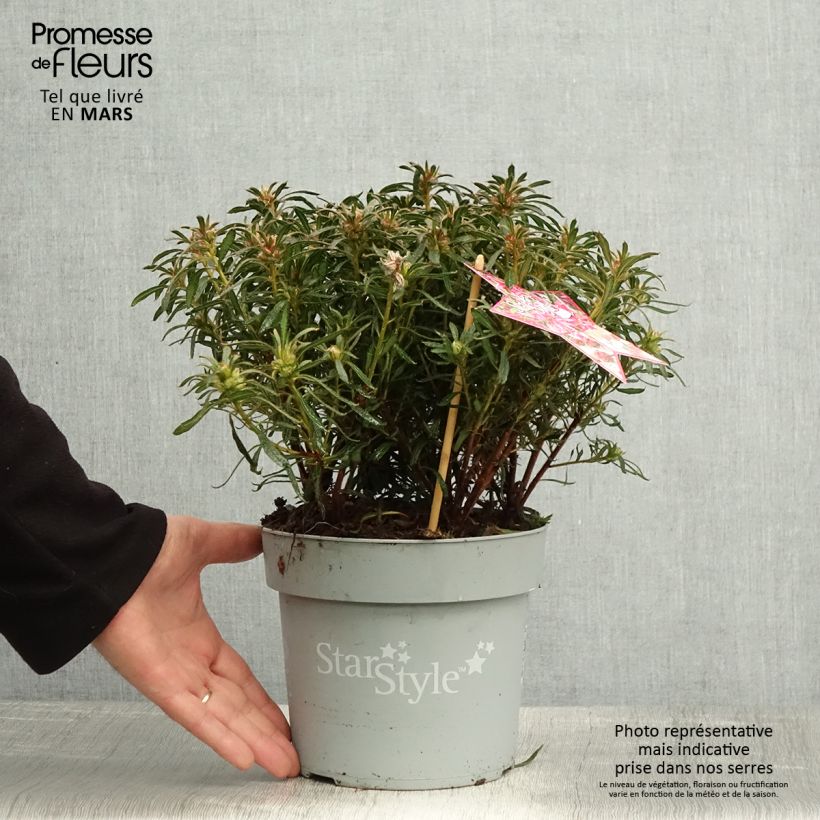 Azalea japonica Star Style Pink Maceta 3L/4L Ejemplar entregado en la primavera