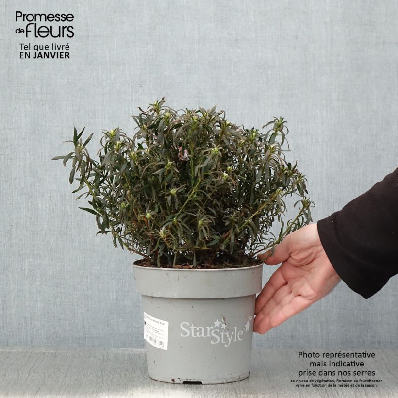 Azalea japonica Star Style Violet Maceta 3L/4L Ejemplar entregado en invierno