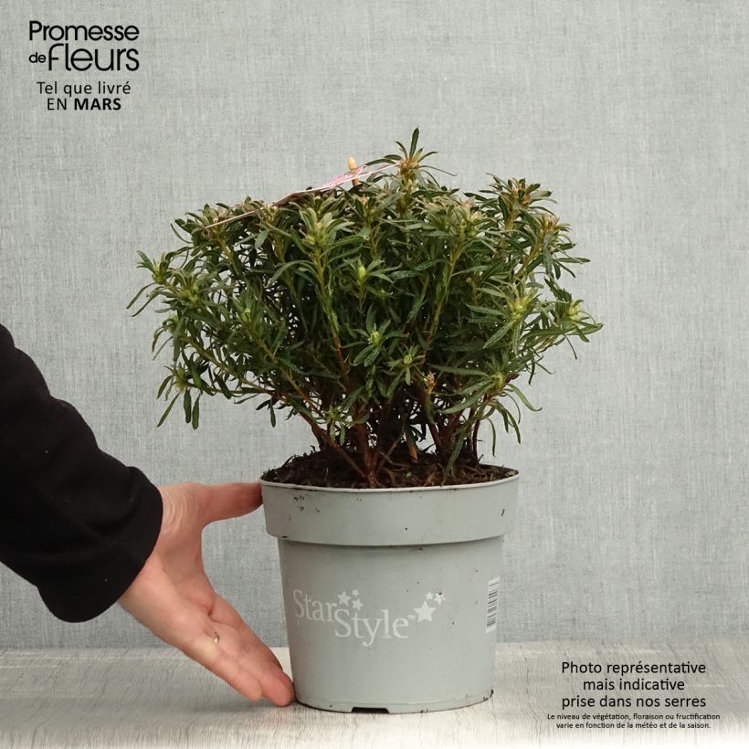 Azalea japonica Star Style Violet Maceta 3L/4L Ejemplar entregado en la primavera