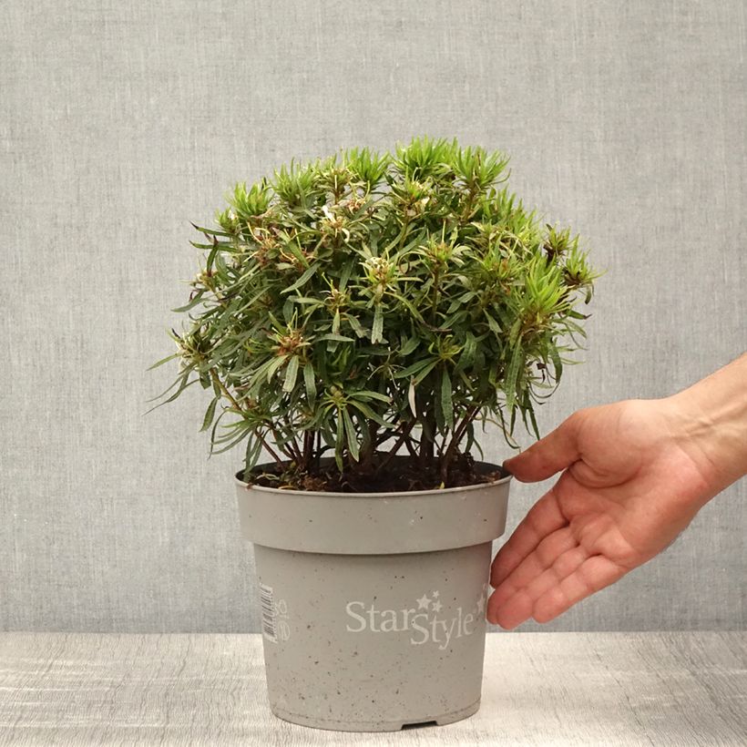 Ejemplar de Azalea japonica Star Style White Maceta 3L/4L entregado en verano