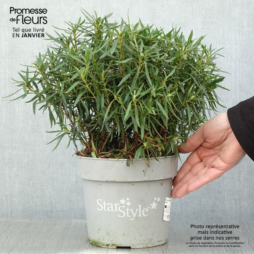 Azalea japonica Star Style White Maceta 3L/4L Ejemplar entregado en invierno