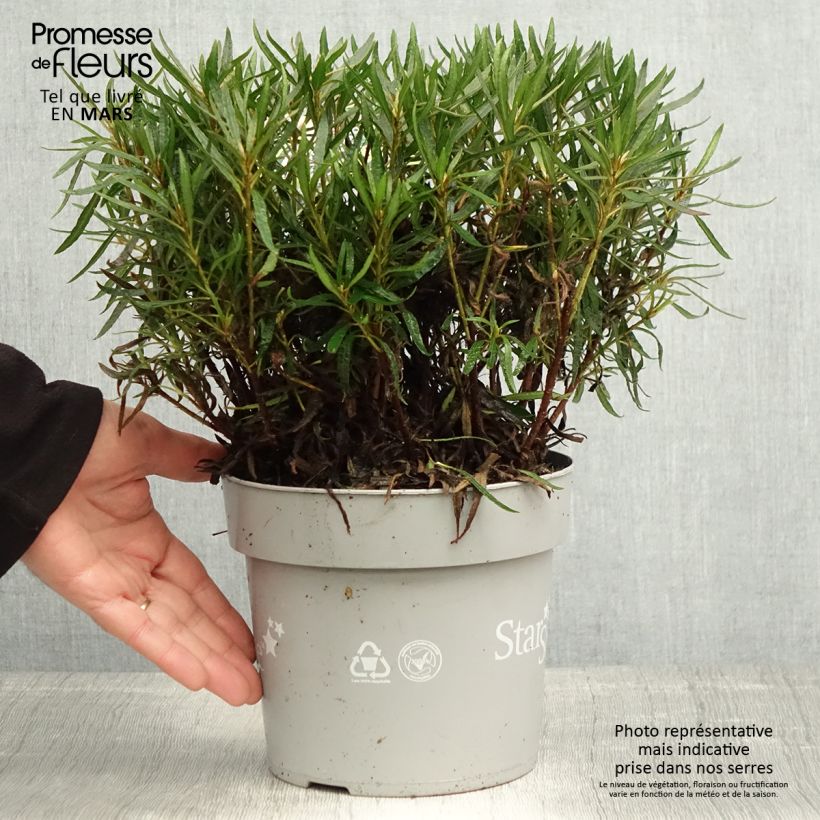 Azalea japonica Star Style White Maceta 3L/4L Ejemplar entregado en la primavera