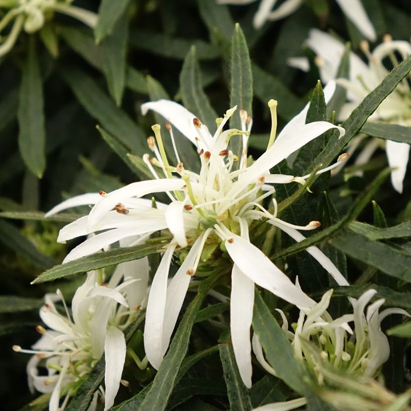 Azalea japonica Star Style White (Floración)