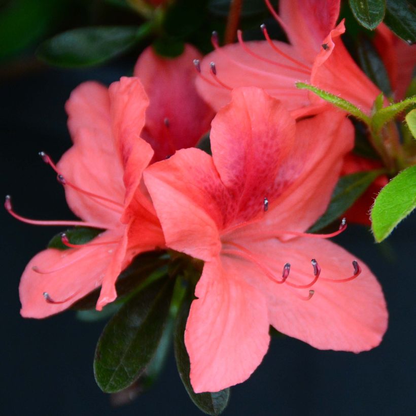 Azalea japonica Tamanini (Floración)