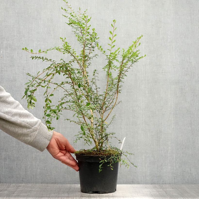 Ejemplar de Azara microphylla Maceta 2L/3L entregado en verano