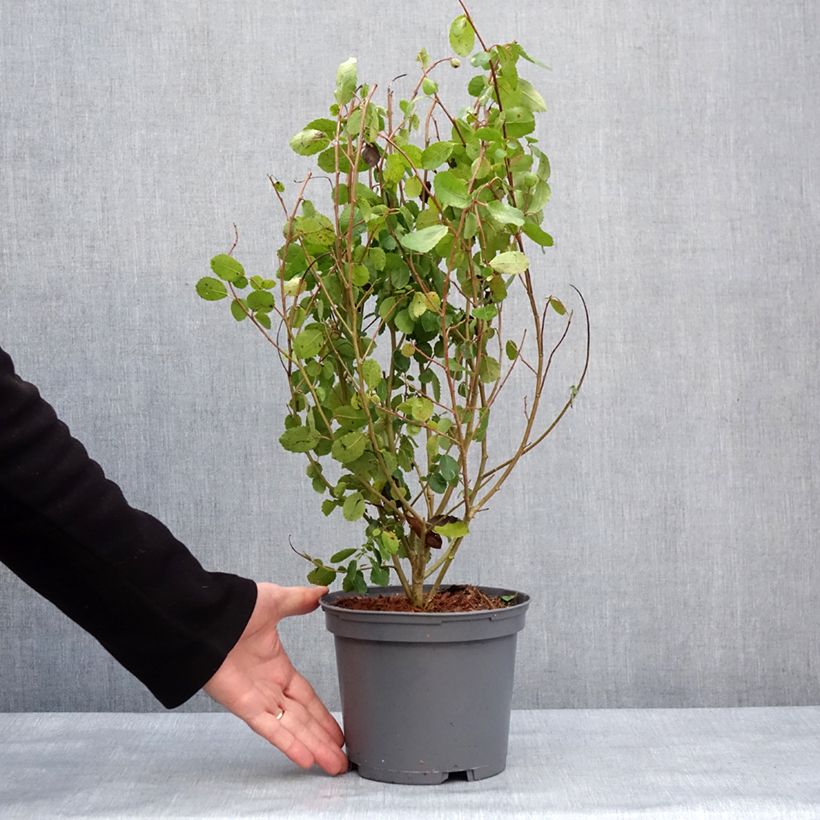 Azara serrata - Aroma de Castilla Maceta 2L/3L Ejemplar entregado en invierno