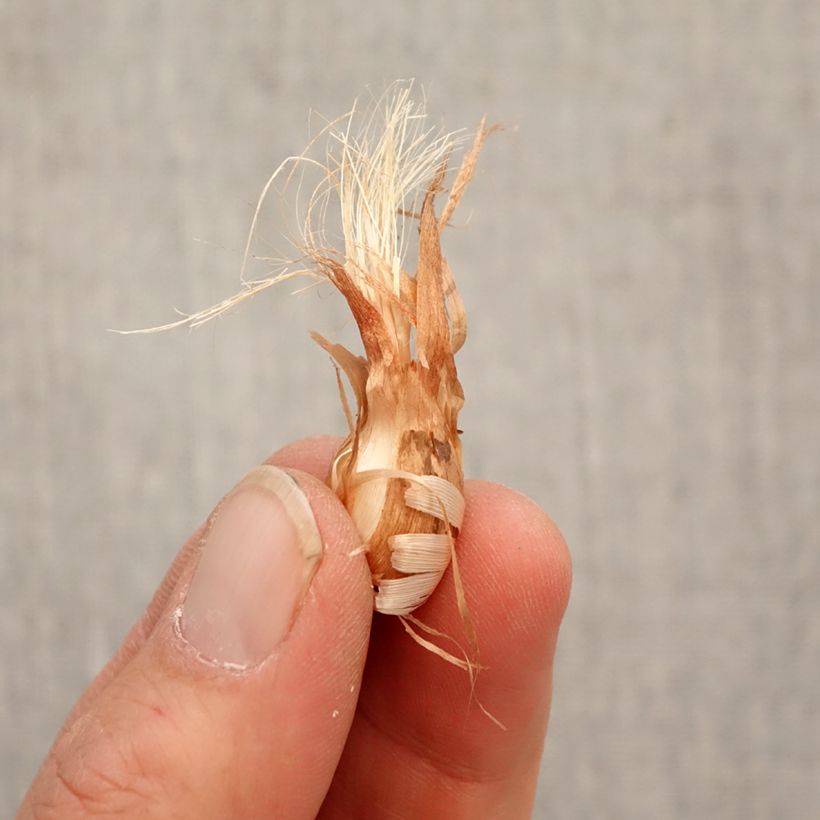 Babiana stricta Bulbo calibre 4/5 Ejemplar entregado en la primavera