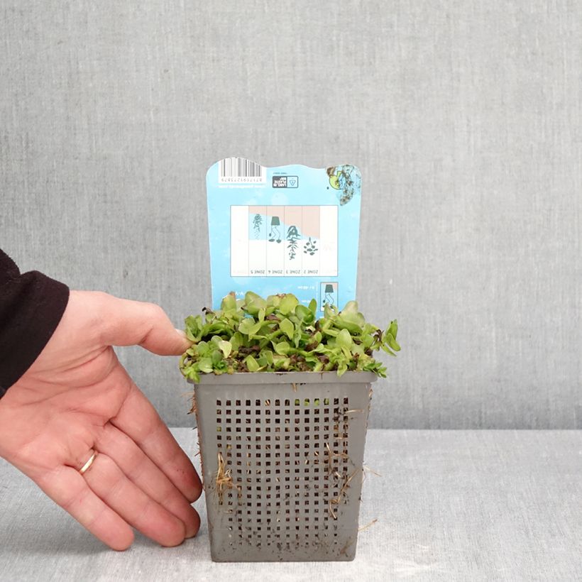 Bacopa caroliniana Maceta 1L/1,5L Ejemplar entregado en la primavera