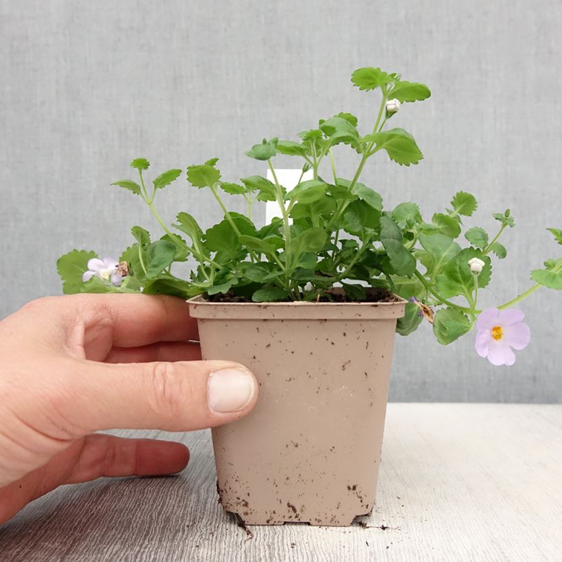 Bacopa Scopia Gulliver Blue Sensation Maceta de 8/9 cm Ejemplar entregado en la primavera