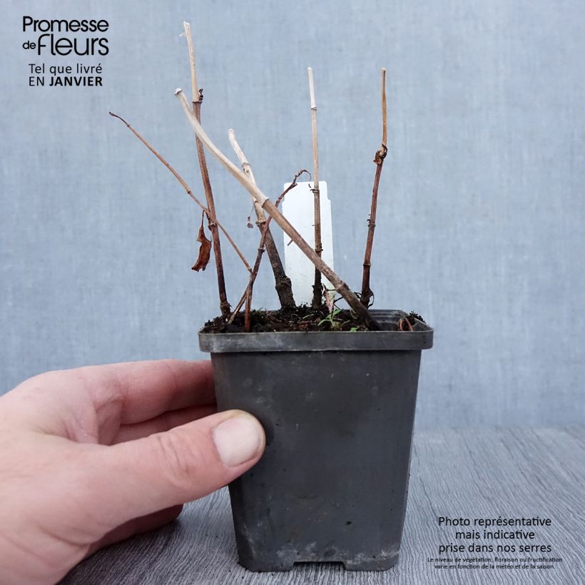 Baldellia ranunculoides Maceta de 8/9 cm Ejemplar entregado en invierno