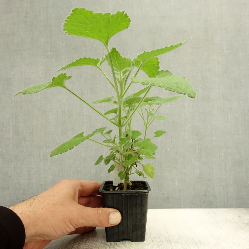 Ejemplar de Ballota hirsuta - Ballote hirsute Godet de 8/9 cm entregado en otoño