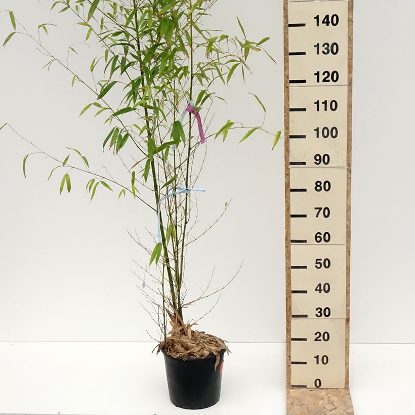 Phyllostachys aurea - Bambú dorado Maceta 7,5L/10L Ejemplar entregado en invierno