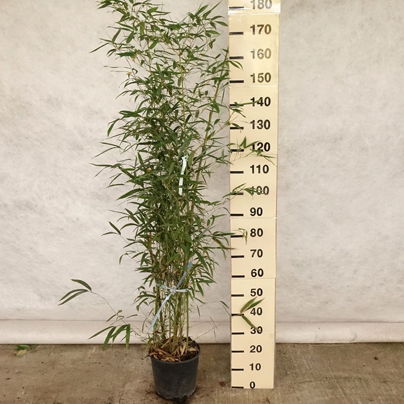 Ejemplar de Phyllostachys aurea - Bambú dorado Maceta 7,5L/10L entregado en verano