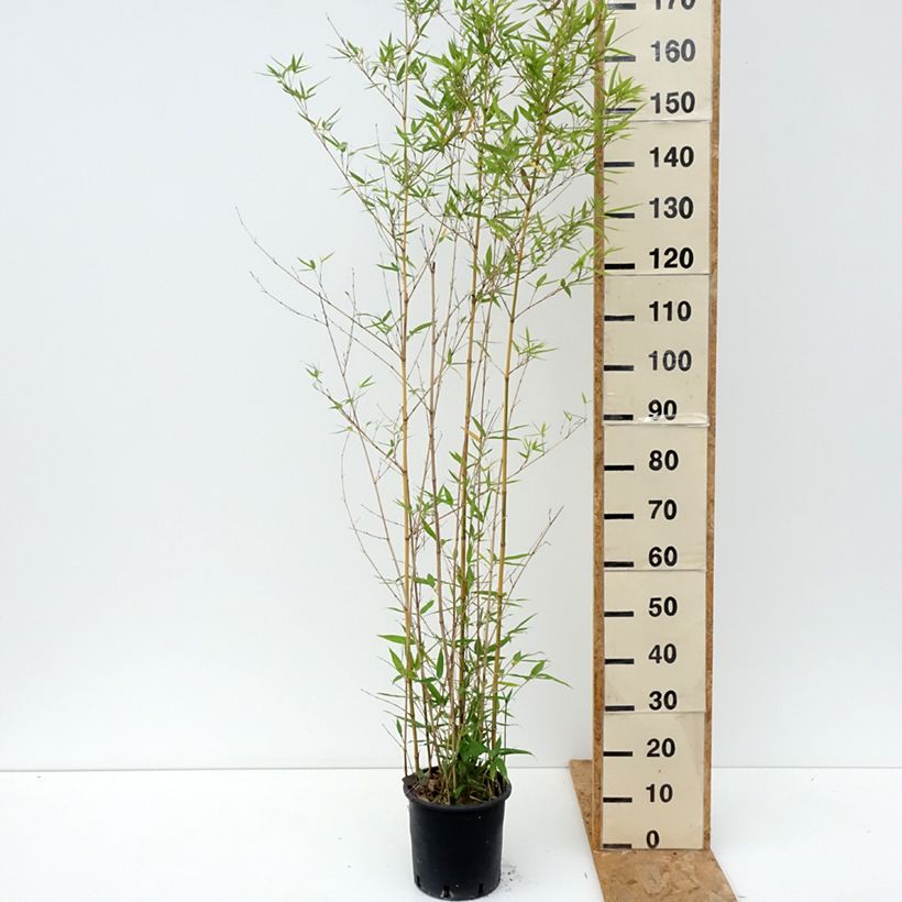Ejemplar de Phyllostachys aurea Koï - Bambú dorado Maceta 4L/5L entregado en verano