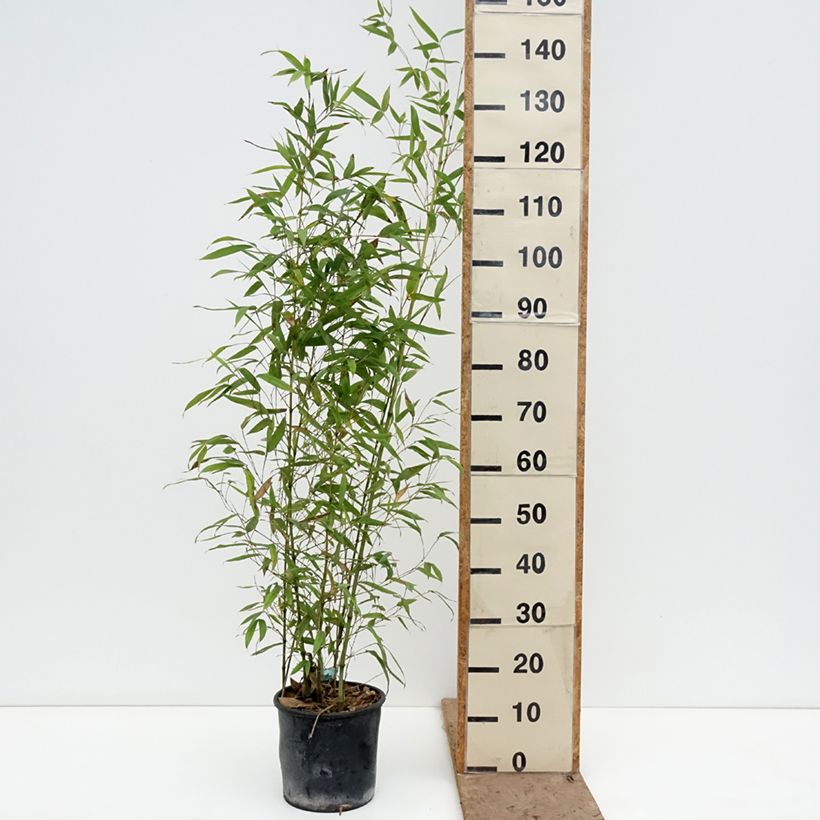 Phyllostachys aurea Koï - Bambú dorado Maceta 4L/5L Ejemplar entregado en la primavera