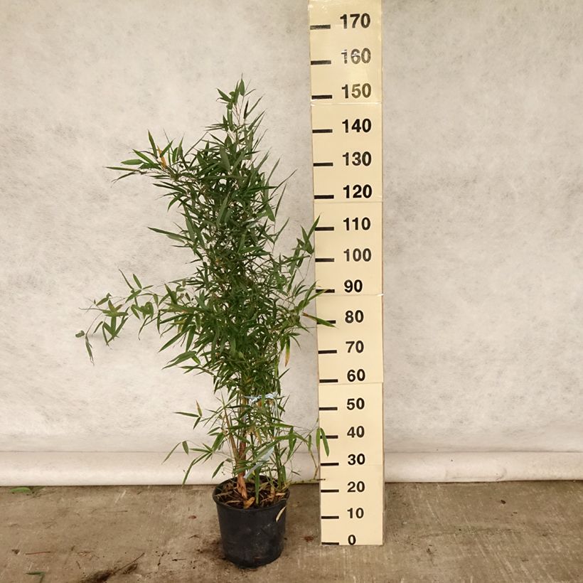 Ejemplar de Phyllostachys aurea - Bambú dorado Maceta 4L/5L entregado en verano