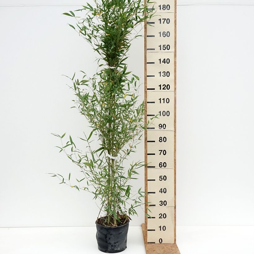 Ejemplar de Phyllostachys aurea - Bambú dorado Maceta 7,5L/10L entregado en otoño