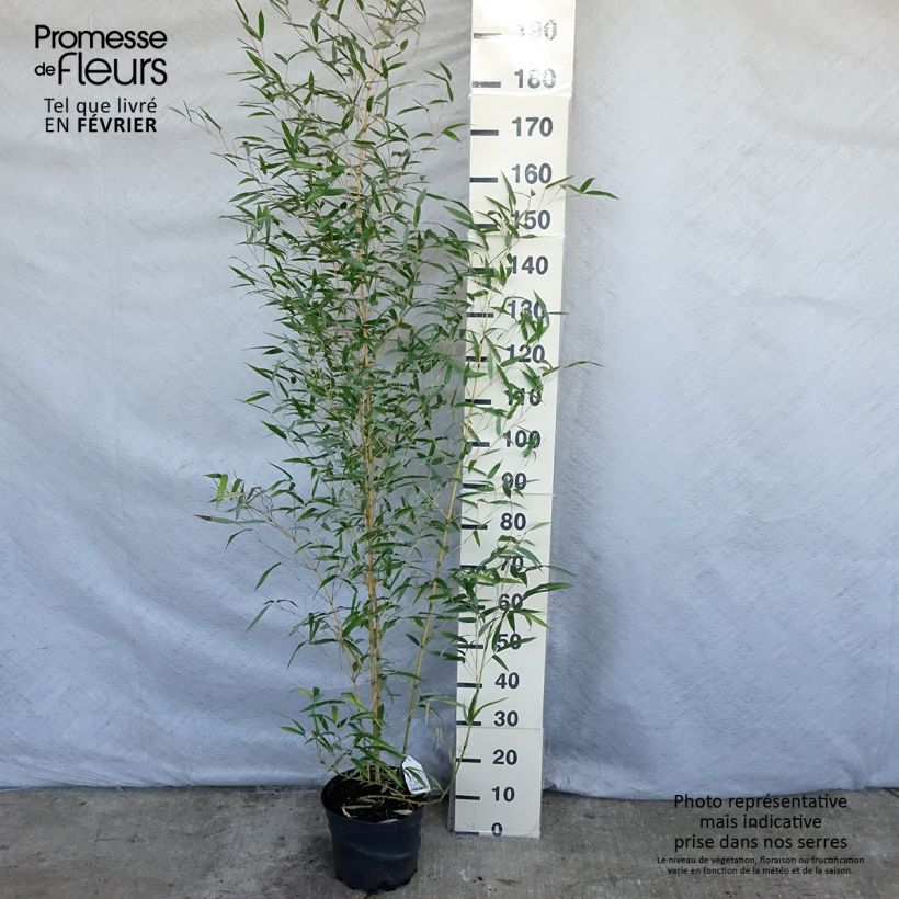 Phyllostachys aureosulcata Aureocaulis - Bambú Maceta 4L/5L Ejemplar entregado en invierno