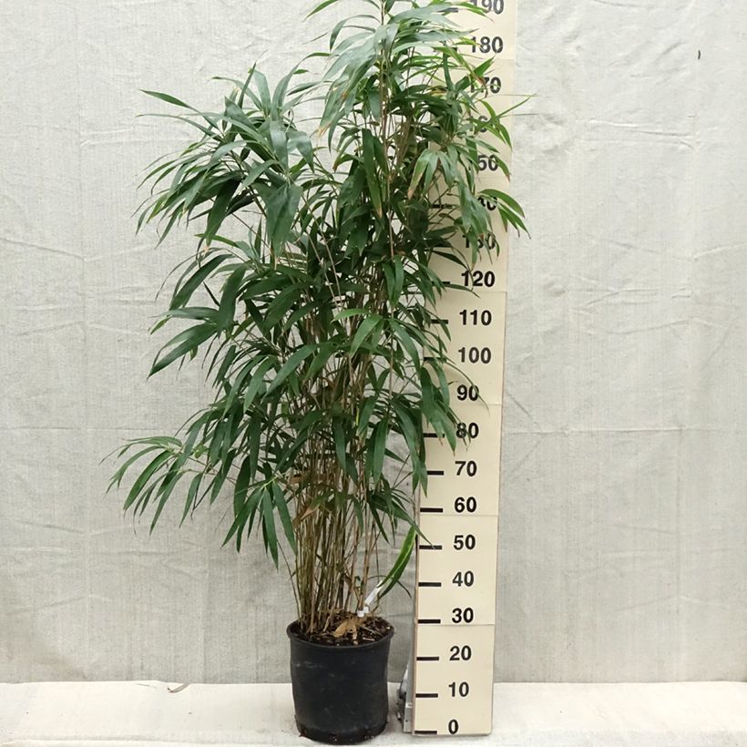Pseudosasa japonica - Bambú japonés Maceta 4L/5L Ejemplar entregado en la primavera