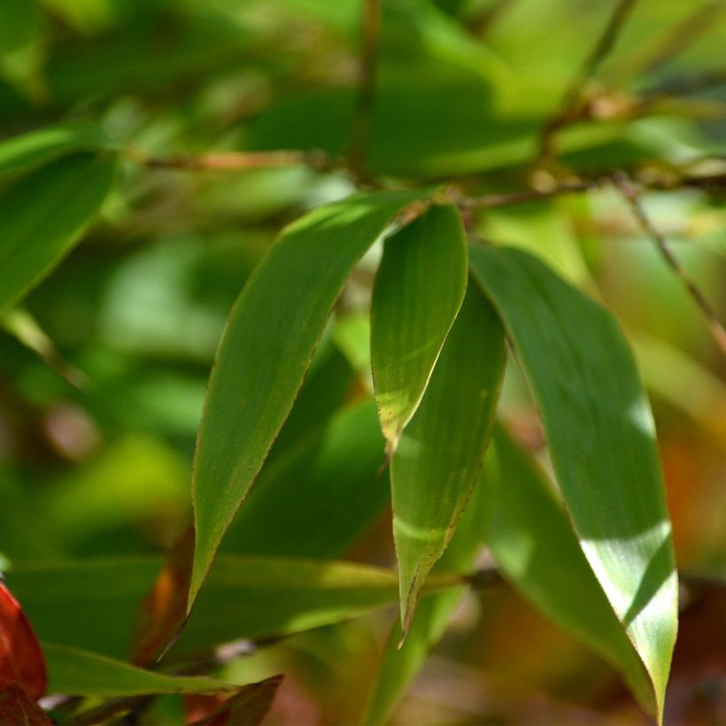 Phyllostachys nigra - Bambú negro (Follaje)