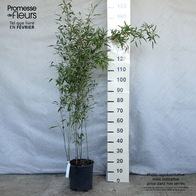 Phyllostachys nigra - Bambú negro Maceta 7,5L/10L Ejemplar entregado en invierno