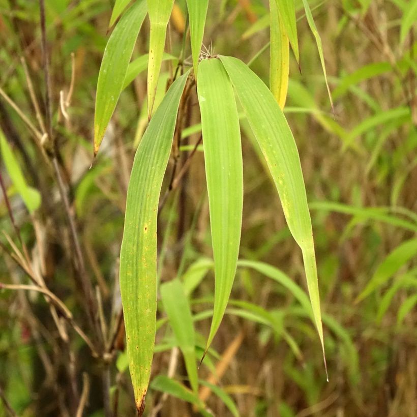 Fargesia yunnanensis - Bambú no invasivo (Follaje)