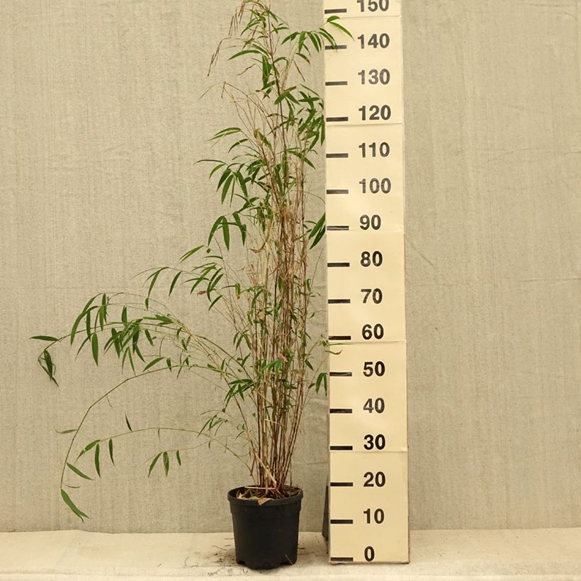 Ejemplar de Fargesia yunnanensis - Bambú no invasivo Maceta 4L/5L entregado en verano