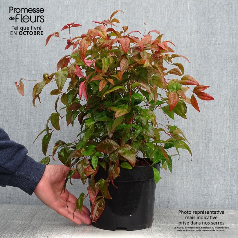 Ejemplar de Nandina domestica Blush Pink Maceta 2L/3L entregado en otoño