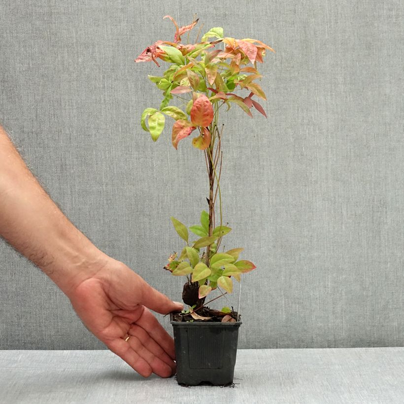 Ejemplar de Nandina domestica Blush Pink Maceta de 8/9 cm entregado en verano