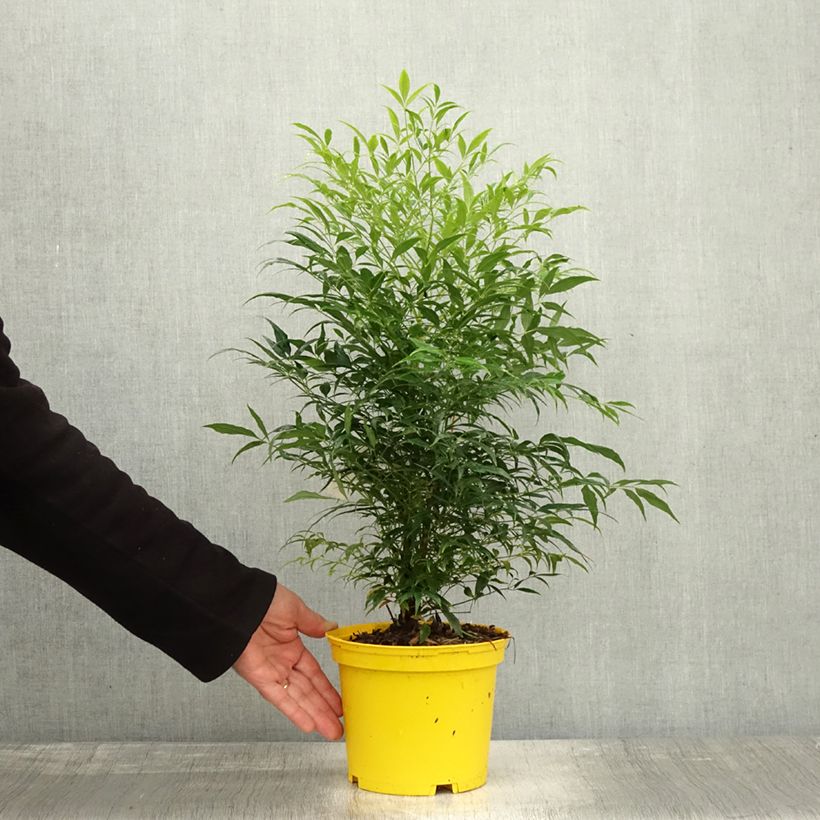 Ejemplar de Nandina domestica Brightlight Maceta 3L/4L entregado en otoño