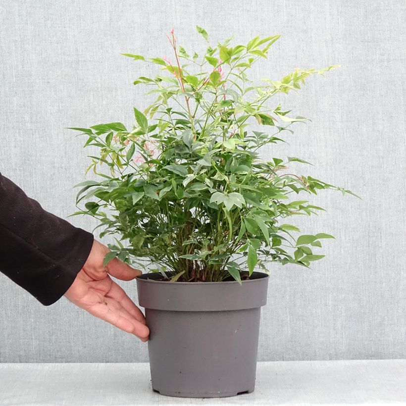 Nandina domestica Sunrise - Bambú sagrado Maceta 3L/4L Ejemplar entregado en la primavera