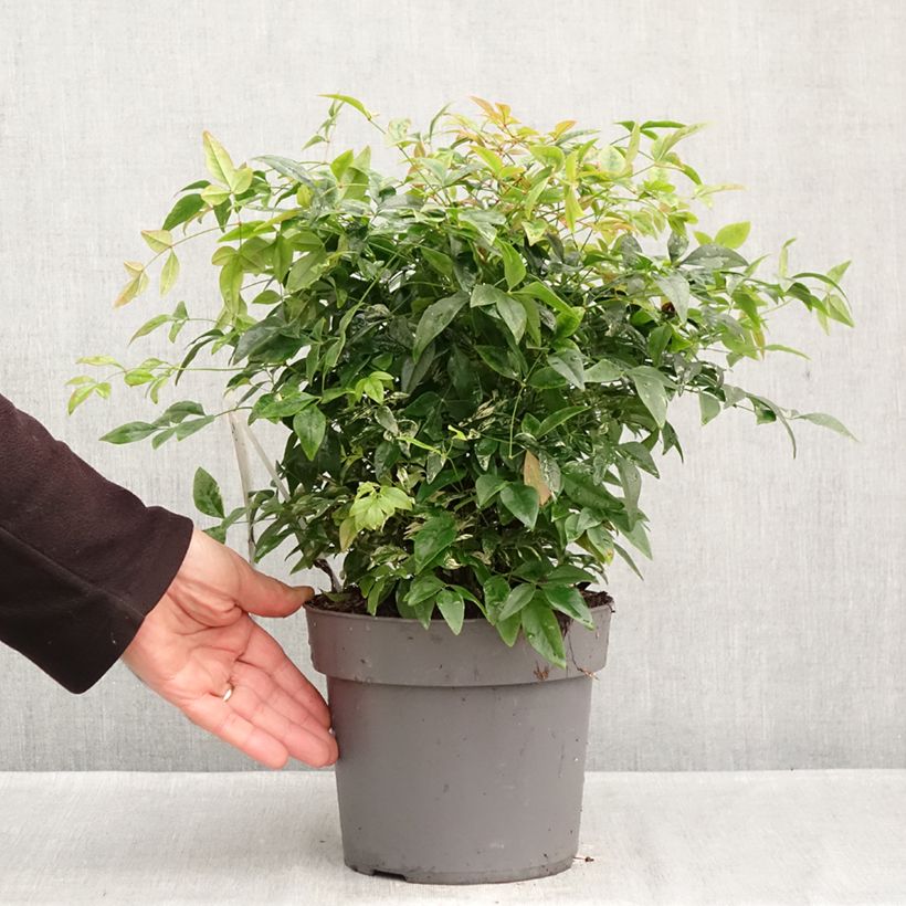 Ejemplar de Bambou sacré - Nandina domestica Magical Sunrise Pot de 3L/4L entregado en otoño