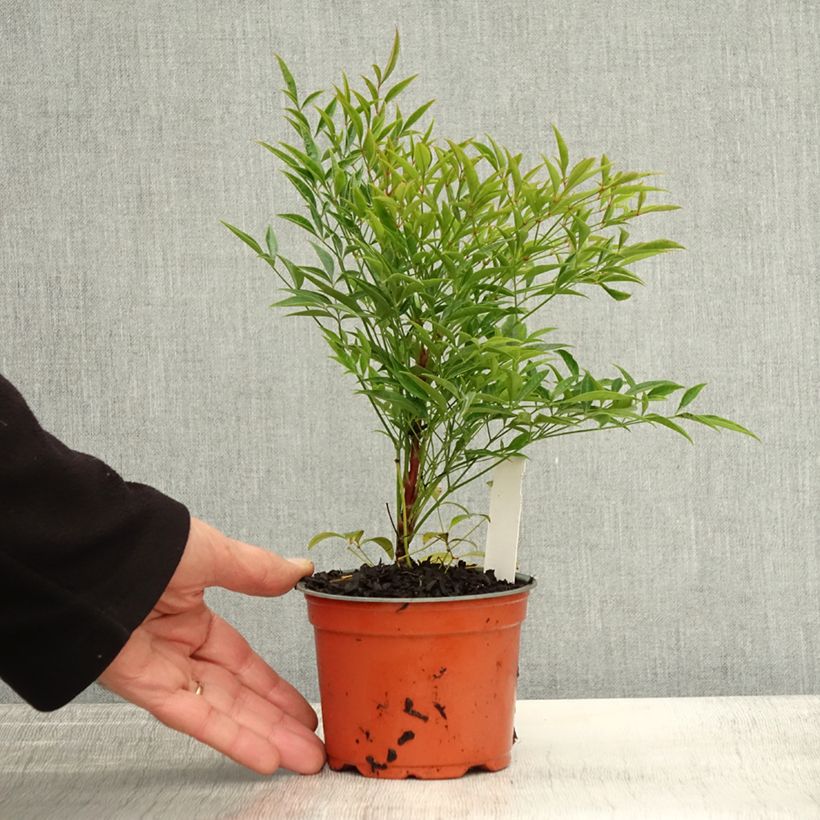 Ejemplar de Nandina domestica Moon Bay Maceta de 12 cm / 13 cm entregado en otoño