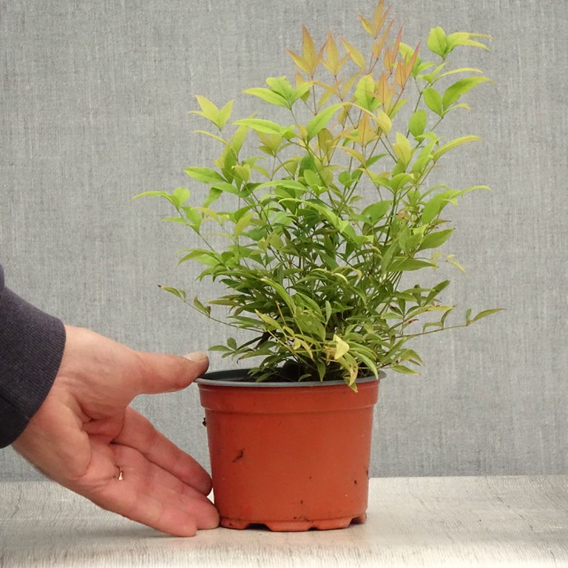 Ejemplar de Nandina domestica Moon Bay Maceta de 8/9 cm entregado en verano