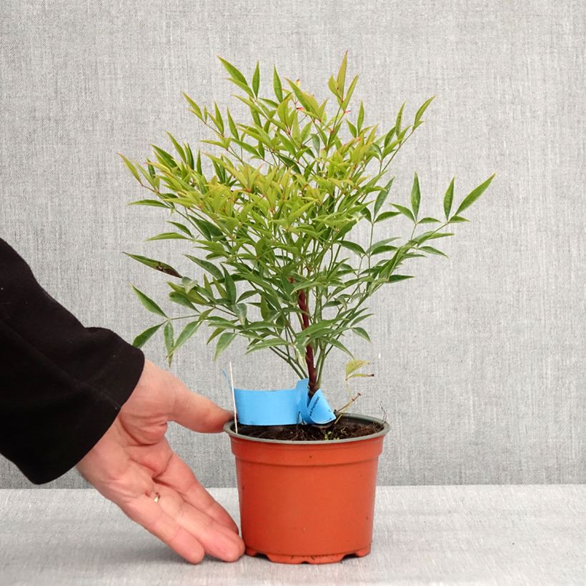 Nandina domestica Moon Bay Maceta de 8/9 cm Ejemplar entregado en invierno