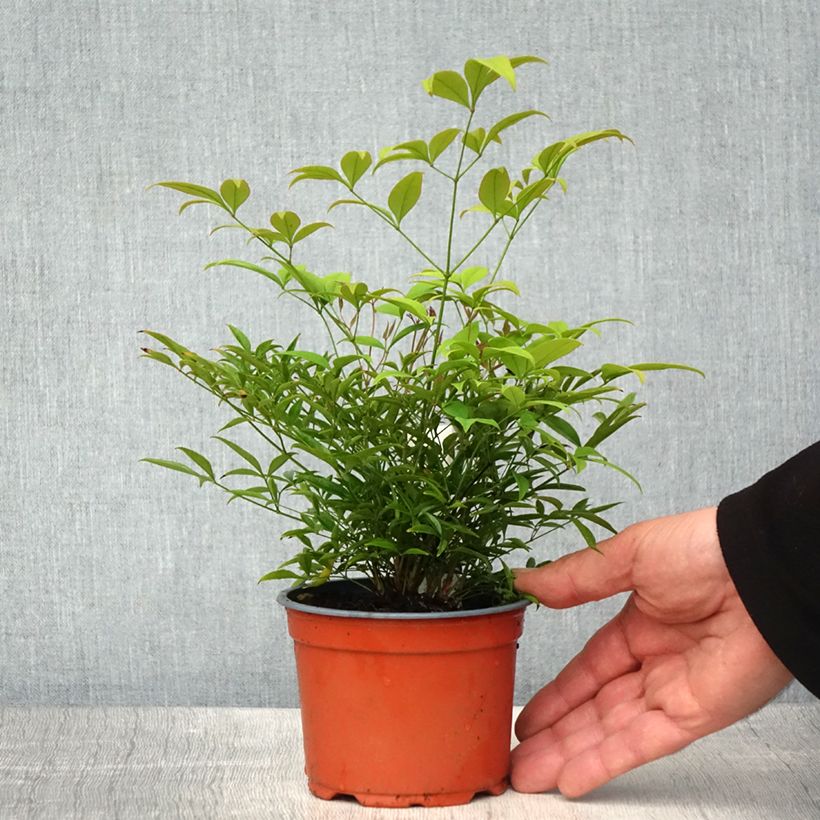 Nandina domestica Moon Bay Maceta de 8/9 cm Ejemplar entregado en la primavera