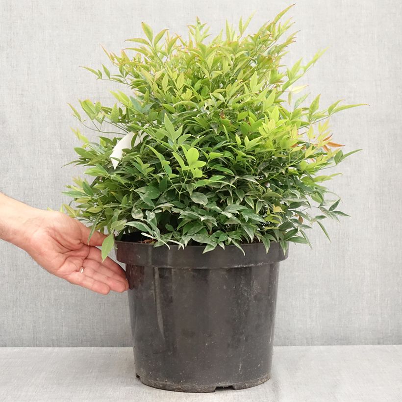 Ejemplar de Nandina domestica Moon Bay Maceta 3L/4L entregado en verano