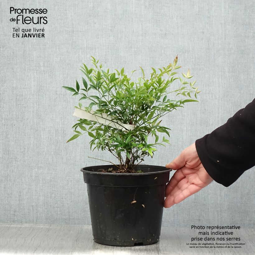 Nandina domestica Moon Bay Maceta 3L/4L Ejemplar entregado en invierno