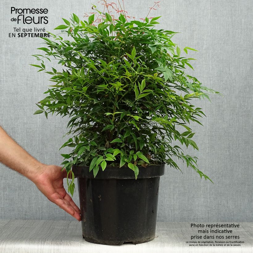 Ejemplar de Nandina domestica Sienna Sunrise Maceta 7,5L/10L entregado en otoño